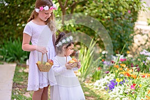 Summer, Jewish Holiday Shavuot.Harvest.Two little girls in white dress holds a basket with fresh fruit in a garden.