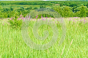 Summer June beautiful landscape with flowering fireweed and mead photo