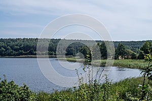 Summer lake in the forest .