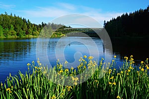 Summer lake landscape with daffodils in the foreground