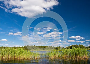 Summer Lake landscape With white clouds in the blue sky. Reed, lake, clouds. Summer landscape with forest lake and blue cloudy sky