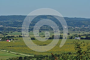 Summer landscape with agricultural field near the village on the lake