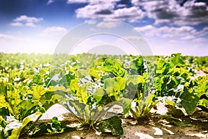 Summer landscape. Agricultural field with sugar beet