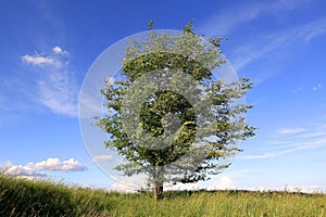 alone green tree on meadow