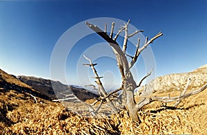 Summer landscape with alone tree