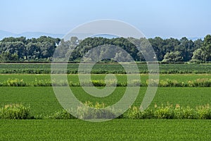 Summer landscape along the cycle path of the Po river, italy