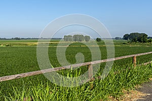 Summer landscape along the cycle path of the Po river, italy