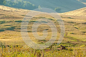 Summer landscape with animal marmot, a heavily built, gregarious, burrowing rodent of both Eurasia and North America, typically