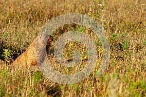 Summer landscape with animal marmot, a heavily built, gregarious, burrowing rodent of both Eurasia and North America, typically