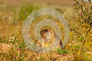 Summer landscape with animal marmot, a heavily built, gregarious, burrowing rodent of both Eurasia and North America, typically