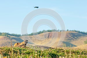 Summer landscape with animal marmot, a heavily built, gregarious, burrowing rodent of both Eurasia and North America, typically