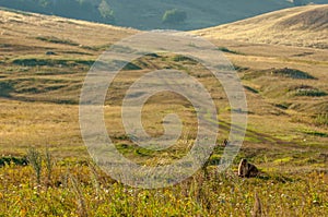 Summer landscape with animal marmot, a heavily built, gregarious, burrowing rodent of both Eurasia and North America, typically