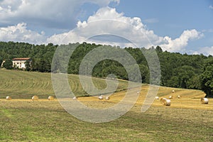 Summer landscape in the Arezzo province photo