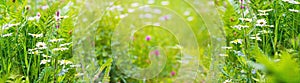 Summer landscape, banner - blooming plants in the summer meadow on a sunny day. Horizontal background
