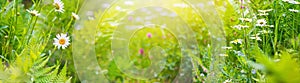 Summer landscape, banner - blooming plants in the summer meadow on a sunny day. Horizontal background