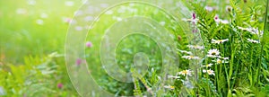 Summer landscape, banner - blooming plants in the summer meadow on a sunny day