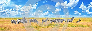 Summer landscape, banner, panorama - view of a herd of zebras grazing in high grass