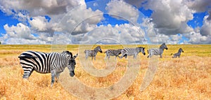 Summer landscape, banner - view of a herd of zebras grazing in high grass under the hot sun