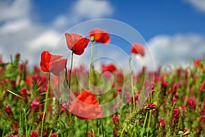 Summer landscape. Beautiful flowering field with poppies and clovers. Colorful nature background with sun and blue sky