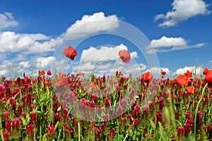 Summer landscape. Beautiful flowering field with poppies and clovers. Colorful nature background with sun and blue sky