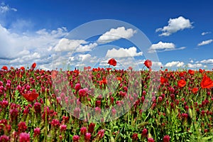 Summer landscape. Beautiful flowering field with poppies and clovers. Colorful nature background with sun and blue sky