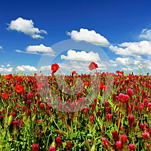 Summer landscape. Beautiful flowering field with poppies and clovers. Colorful nature background with sun and blue sky