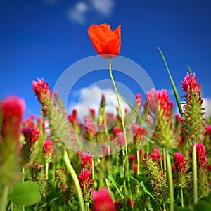 Summer landscape. Beautiful flowering field with poppies and clovers. Colorful nature background with sun and blue sky