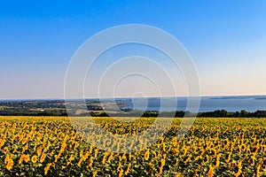 Summer landscape with beautiful river, sunflower field and green trees