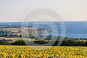 Summer landscape with beautiful river, sunflower field and green trees