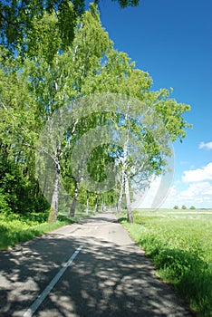 Summer landscape. Beautiful road, blue sky, green trees