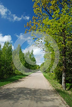 Summer landscape. Beautiful road, blue sky, green trees