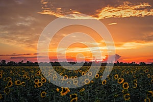 Summer landscape: beauty sunset over sunflowers