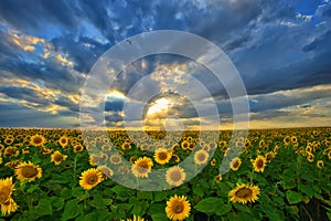 Summer landscape: beauty sunset over sunflowers