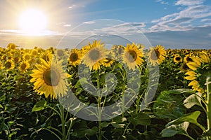 Summer landscape: beauty sunset over sunflowers field