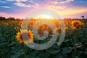 Summer landscape: beauty sunset over sunflowers field