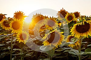 Summer landscape: beauty sunset over sunflowers field.