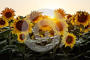 Summer landscape: beauty sunset over sunflowers field.