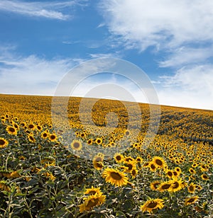 Summer landscape: beauty sunset over sunflowers field