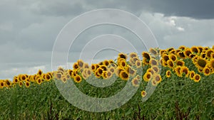 Summer landscape, beauty sunset over sunflowers field