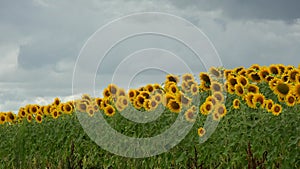 Summer landscape, beauty sunset over sunflowers field