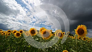 Summer landscape, beauty sunset over sunflowers field