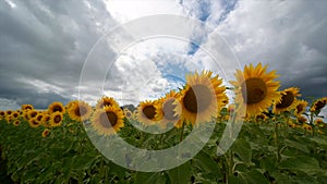 Summer landscape, beauty sunset over sunflowers field