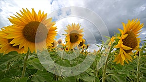 Summer landscape, beauty sunset over sunflowers field