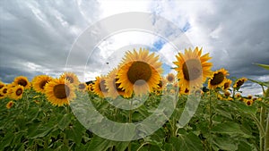 Summer landscape, beauty sunset over sunflowers field