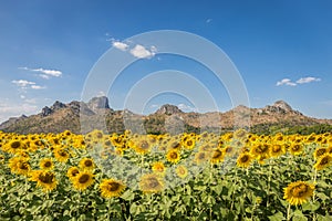 Summer landscape: beauty sunset over sunflowers field