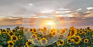 Summer landscape: beauty sunset over sunflowers field.