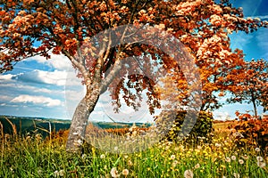 Summer landscape with big whitebeam tree. Nature background