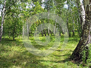 Summer landscape. Birch grove