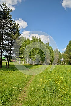 Summer landscape birch grove in the Village in the summer