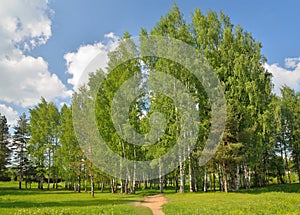 Summer landscape birch grove in the Village in the summer